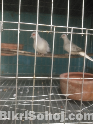 Diamond dove